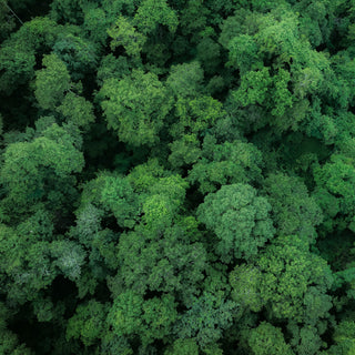 Aerial view of a dense forest with green trees