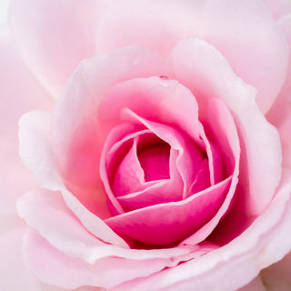 Close-up of a pink rose with a soft focus background